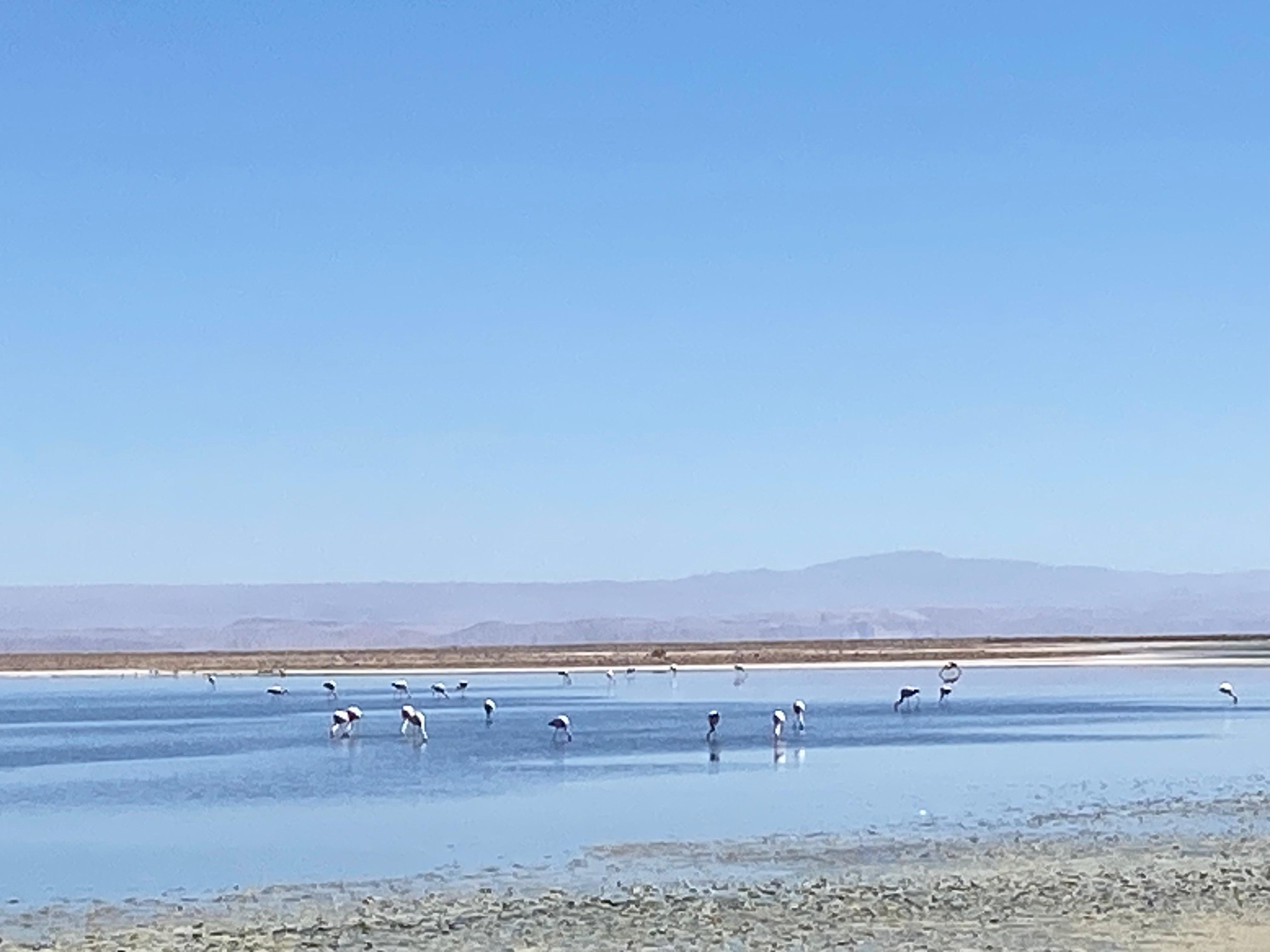 Lagoa no Salar do Atacama com flamingos cor de rosa